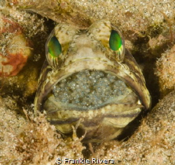 Jawfish with his next generation by Frankie Rivera 